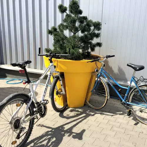 Cytrynowa donica Bikepot z drzewem iglastym