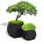Antracytowe donice Mars 70 z bukszpanem i Mars 100 z bonsai