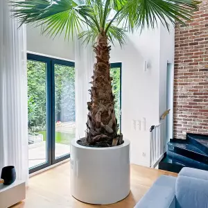 donica 100x80 cm biała połysk do palmy