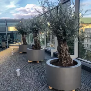 wielkie donice na taras do drzewka oliwnego