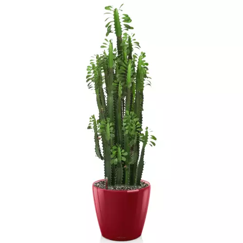 Kaktus w czerwonej donicy Lechuza Classico LS 35