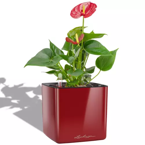 Anthurium w czerwonej donicy Lechuza Cube Glossy 16