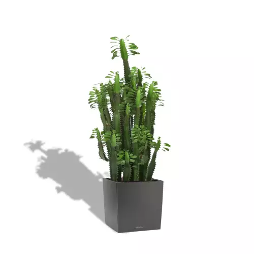 Kaktus w antracytowej donicy Lechuza CUBE Premium 50