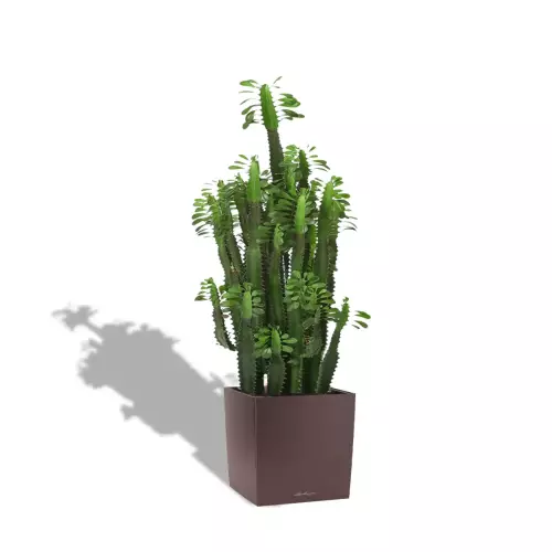 Kaktus w brązowej donicy Lechuza CUBE Premium 50