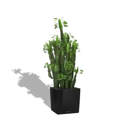 Kaktus w czarnej donicy Lechuza CUBE Premium 50