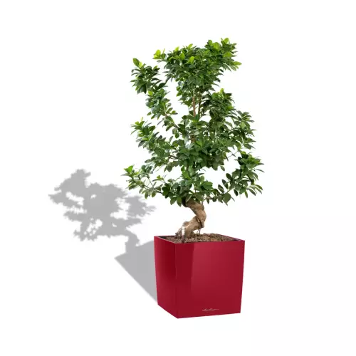 Ficus bonsai w czerwonej donicy Lechuza CUBE Premium 40