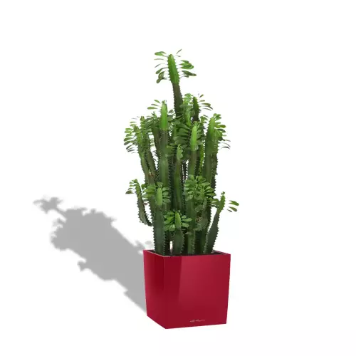 Kaktus w czerwonej donicy Lechuza CUBE Premium 50