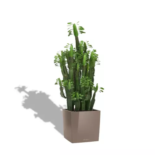 Kaktus w szaro-brązowej donicy Lechuza CUBE Premium 50