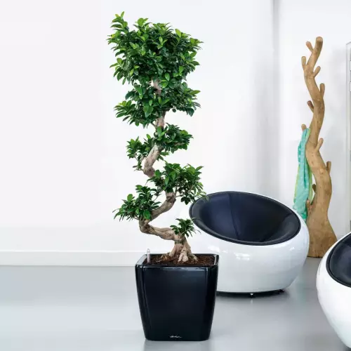 Fikus bonsau w czarnej donicy Quadro LS w biurze