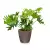 Filodendron w brązowej doniczce Lechuza Classico Color LS 35