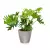 Filodendron w beżowej doniczce Lechuza Classico Color LS 35