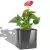 Anthurium w antracytowej donicy Lechuza Cube Glossy 16