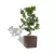 Ficus bonsai w brązowej donicy Lechuza CUBE Premium 40