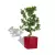 Ficus bonsai w czerwonej donicy Lechuza CUBE Premium 40