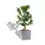 Ficus bonsai w srebrnej donicy Lechuza CUBE Premium 40