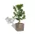 Ficus bonsai w szaro-brązowej donicy Lechuza CUBE Premium 40
