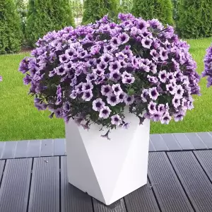 biała geometryczna donica vaso, liliowe surfinie