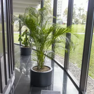 Duża palma areca w okrągłej donicy 60 cm