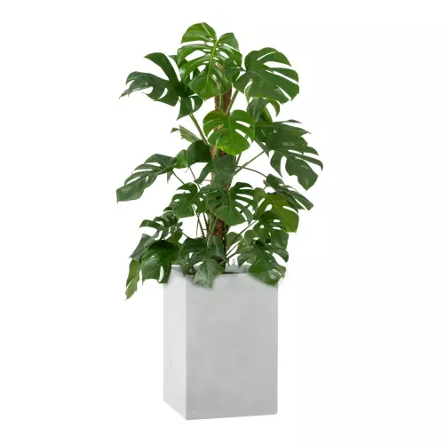 Monstera w donicy D100C w kolorze szarego betonu