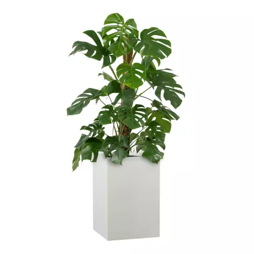 Monstera w białej donicy D100C