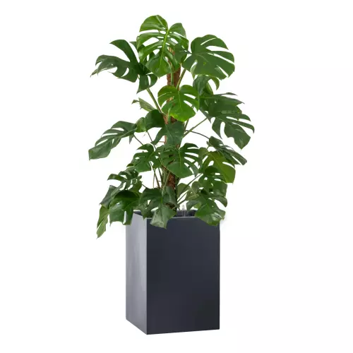 Monstera w antracytowej donicy D100C