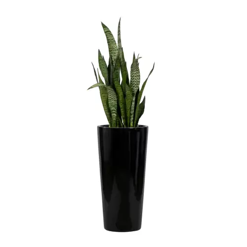 Sansevieria Zeylenica w donicy D208C czarny połysk