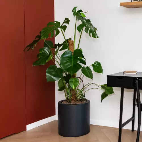 Monstera deliciosa w antracytowej donicy D901B antracyt mat