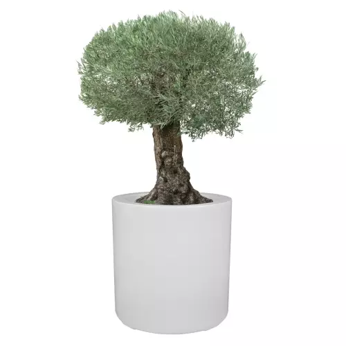 Drzewko oliwne w białej matowej donicy ZADORA Premium D901E