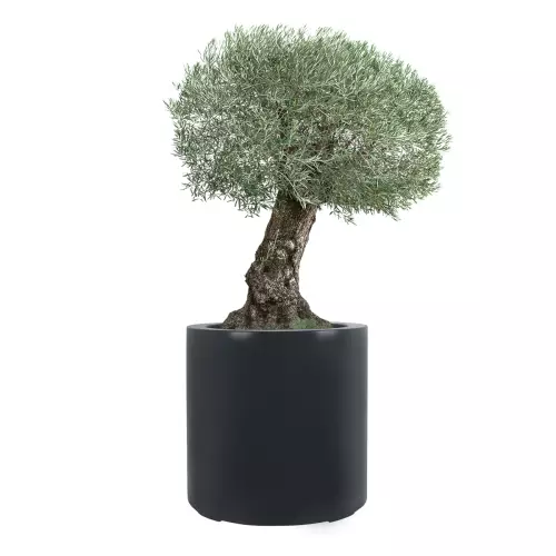 Drzewko oliwne w antracytowej donicy ZADORA Premium D901E
