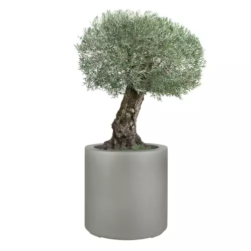 Drzewko oliwne w szarej donicy ZADORA Premium D901E