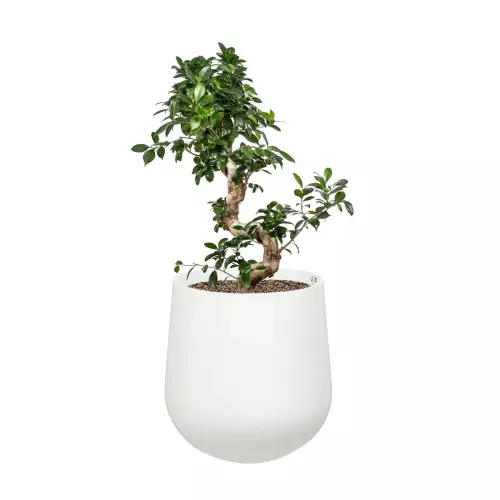 Fikus bonsai w donicy SQ50 biały mat