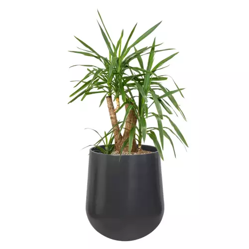 Juka w antracytowej donicy SQ65 Ø57x65 cm