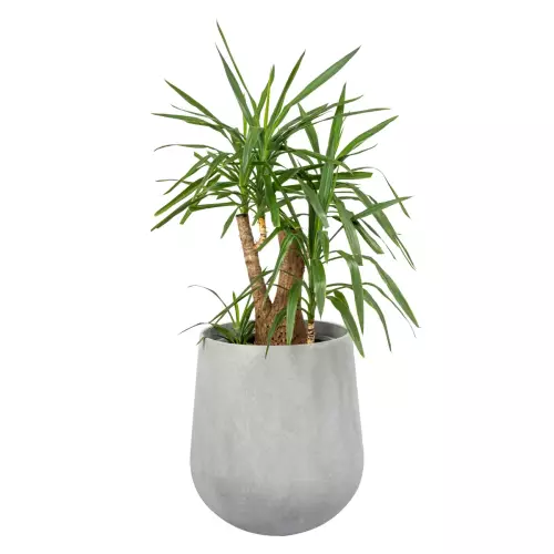 Juka w donicy SQ65 Ø57x65 cm szary beton