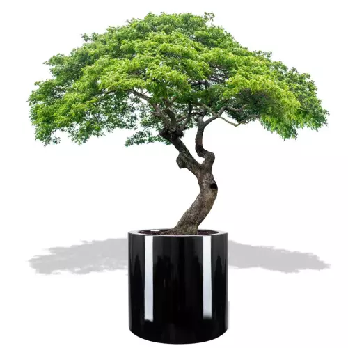 Czarna donica D901F z drzewkiem bonsai