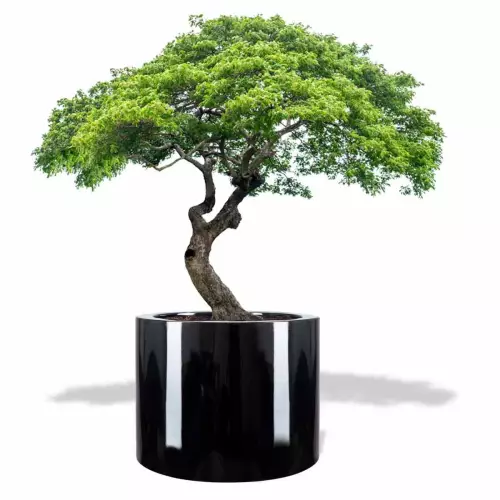 Czarna donica D901FE z drzewkiem stylizowanym na bonsai