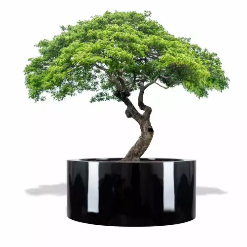 Czarna donica D901GD z drzewkiem stylizowanym na bonsai