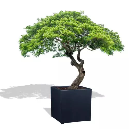 Antracytowa donica D992F z drzewem bonsai