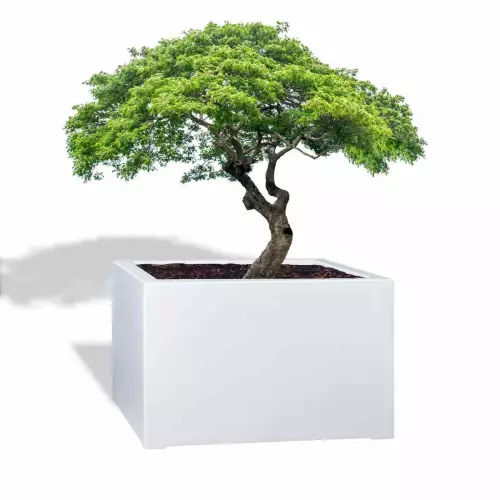 Biała donica D992FD z ciętym drzewkiem bonsai