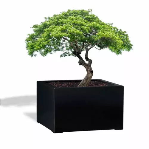 Czarna donica D992FD z ciętym drzewkiem bonsai