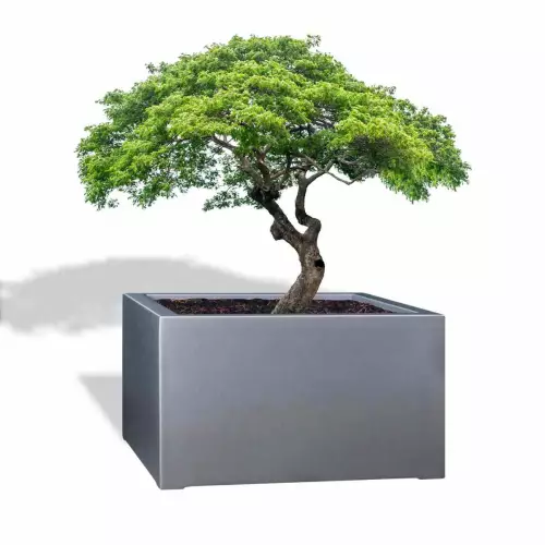 Szara donica D992FD z ciętym drzewkiem bonsai