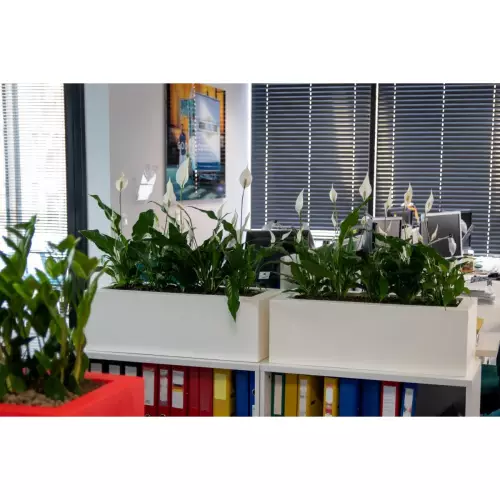 Białe donice Office Pot i Skrzydłokwiaty w biurze