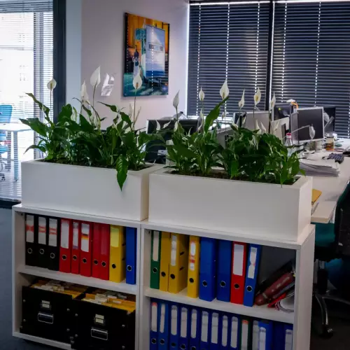 Skrzydłokwiaty w białych donicach Office Pot w biurze