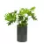 Filodendron w donicy D101C antrcyt mat