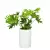 Filodendron w donicy D101C biały połysk