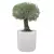 Drzewko oliwne w dużej donicy D901E biały połysk