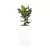 Ficus robusta w donicy ZADORA Premium D901H biały mat