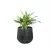 Aglaonema w antracytowej donicy SQ30