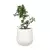 Fikus bonsai w donicy SQ50 biały mat