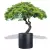 Antracytowa donica D901F z drzewkiem bonsai