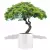 Biała donica D901F z drzewkiem bonsai